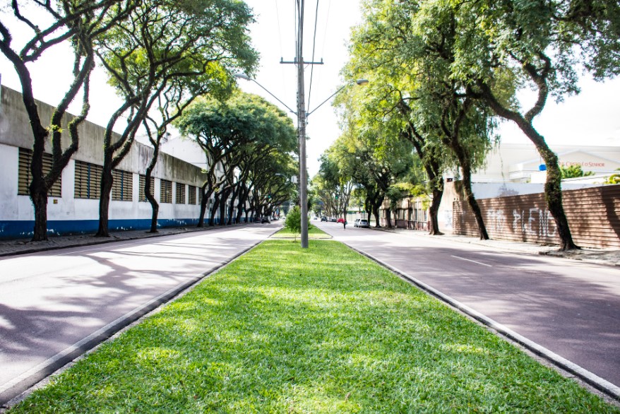 Árvores equidistantes em uma avenida em Curitiba, PR